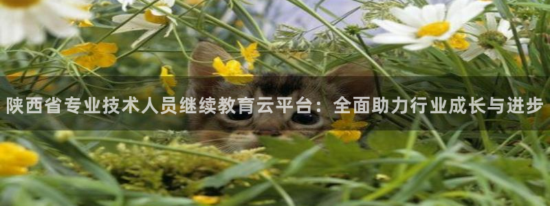 安信12娱乐主管